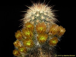 Echinocereus russanthus 388